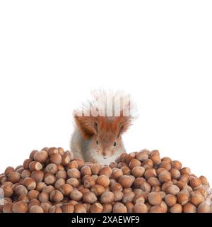 lo scoiattolo guarda un sacco di nocciole isolate su sfondo bianco Foto Stock