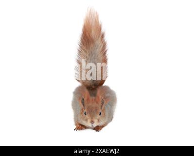 scoiattolo con coda rialzata isolata su sfondo bianco Foto Stock