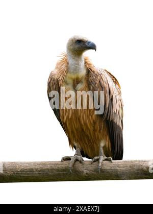 avvoltoio grifone (gyps fulvus) seduto su un ramo d'albero isolato su sfondo bianco Foto Stock