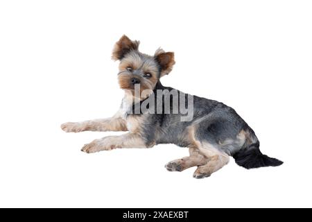lo yorkshire terrier si trova isolato su sfondo bianco Foto Stock