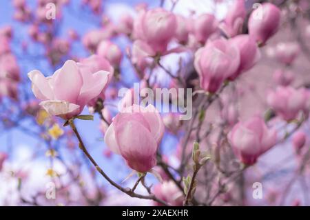 Magnolia liliiflora; magnolia viola, ramoscello con alcuni fiori e boccioli, Foto Stock