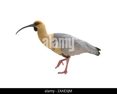 ibis con faccia nera isolato su sfondo bianco Foto Stock