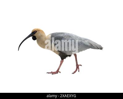 ibis con faccia nera isolato su sfondo bianco Foto Stock