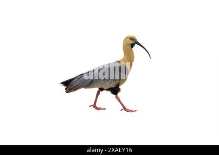 ibis con faccia nera isolato su sfondo bianco Foto Stock