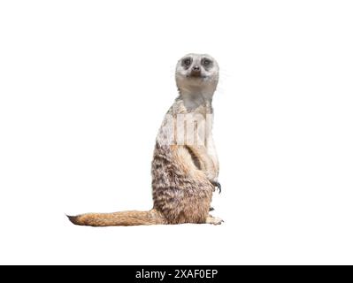 meerkat isolato su sfondo bianco Foto Stock