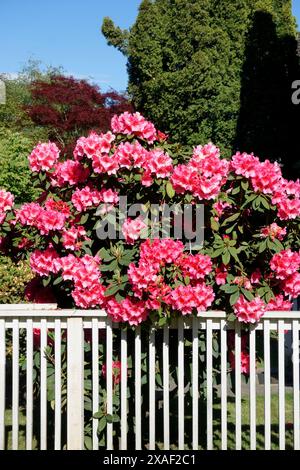 Rododendri rosa e recinzione picchetto bianca in primavera Foto Stock