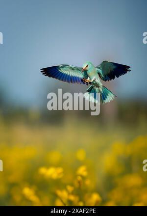 Coracias garrulus atterra su fili e va a caccia di cibo in erba, la foto migliore Foto Stock