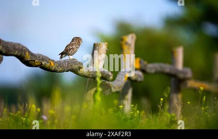 Athene noctuahe siede su una bella recinzione di legno e guarda fuori per il cibo, la migliore foto. Foto Stock