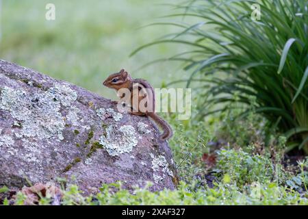 Chipmunk seduto su una roccia ricoperta di licheni, con alte erbe sullo sfondo Foto Stock