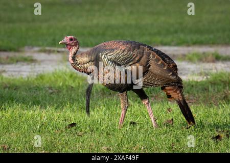 Tacchino che si sveglia in un campo erboso Foto Stock