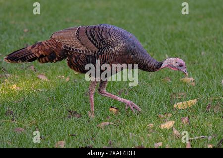 Tacchino che si sveglia in un campo erboso Foto Stock