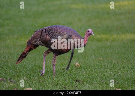 Tacchino che si sveglia in un campo erboso Foto Stock