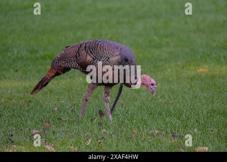 Tacchino che si sveglia in un campo erboso Foto Stock