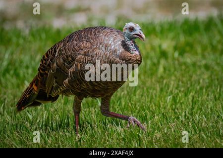 Tacchino che si sveglia in un campo erboso Foto Stock