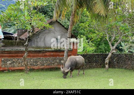 Villaggio di Tenganan, abitato dalla popolazione originaria di Bali vicino a Candidasa, Bali in Indonesia Foto Stock