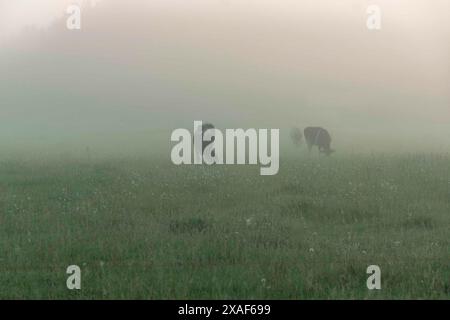 paesaggio da una mattina nebbiosa, alba nella nebbia, una famiglia di mucche che mangiano erba in un pascolo, in estate Foto Stock