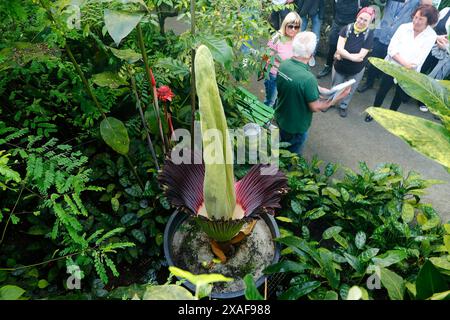 Die größte Blume der Welt, Die Titanwurz, blüht am 06.06.2024 im Ökologisch-Botanischen Garten der Universität a Bayreuth Bayern. Die Titanwurz erblüht nur etwa alle drei Jahre. Die Blüte dauert oft nur einen Tag oder eine Nacht und verströmt dabei einen intensiven Aasgeruch. *** Il fiore più grande del mondo, la radice di titanio, fiorisce il 06 06 2024 nell'Orto Botanico ecologico dell'Università di Bayreuth in Baviera la radice di titanio fiorisce solo ogni tre anni circa il fiore dura spesso solo un giorno o una notte e emana un intenso odore di carretto Foto Stock