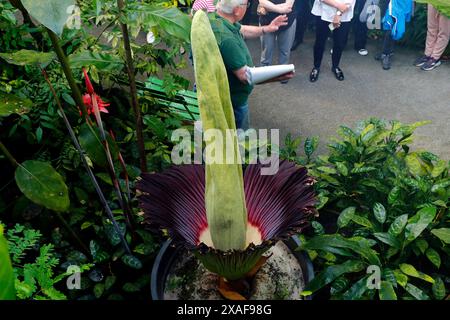 Die größte Blume der Welt, Die Titanwurz, blüht am 06.06.2024 im Ökologisch-Botanischen Garten der Universität a Bayreuth Bayern. Die Titanwurz erblüht nur etwa alle drei Jahre. Die Blüte dauert oft nur einen Tag oder eine Nacht und verströmt dabei einen intensiven Aasgeruch. *** Il fiore più grande del mondo, la radice di titanio, fiorisce il 06 06 2024 nell'Orto Botanico ecologico dell'Università di Bayreuth in Baviera la radice di titanio fiorisce solo ogni tre anni circa il fiore dura spesso solo un giorno o una notte e emana un intenso odore di carretto Foto Stock