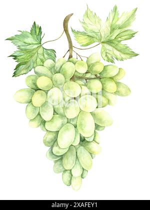 Grappolo di uva verde disegnato ad acquerello Foto Stock