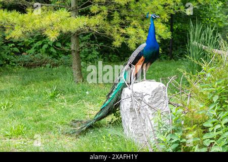 Detroit, Michigan - Un pavone (Pavo Cristatus) allo zoo di Detroit. Gli uccelli sono nutriti e curati, ma sono autorizzati a volare in tutto lo zoo e, occ Foto Stock