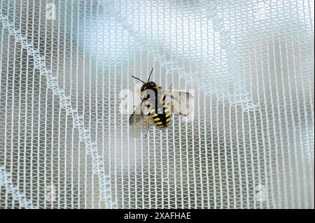 Fotografia dettagliata di un'ape a riposo su una superficie a maglia, evidenziando la bellezza e la complessità della sua struttura. Foto Stock