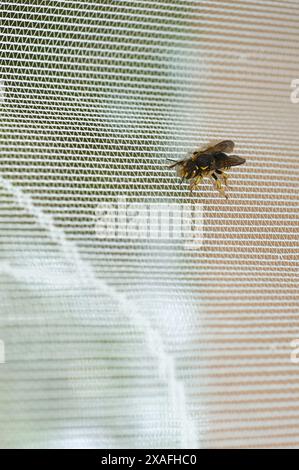 Fotografia dettagliata di un'ape a riposo su una superficie a maglia, evidenziando la bellezza e la complessità della sua struttura. Foto Stock