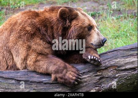 L'orso bruno Kamchatka è comodo su un tronco d'albero Foto Stock