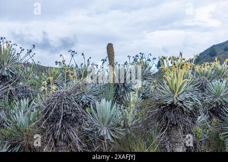 Splendido paesaggio con fragili, Espeletia lopezii Cuatrec in primo piano su una brughiera in montagna Foto Stock