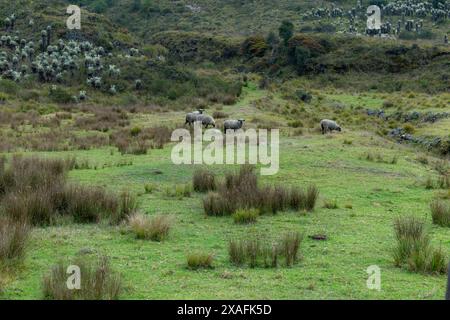 Paesaggio con pecore che pascolano in una giornata nuvolosa tra le montagne della Colombia Foto Stock