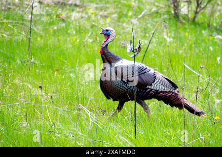 Un grande tacchino selvaggio tom cammina attraverso un prato all'inizio di maggio. Foto Stock