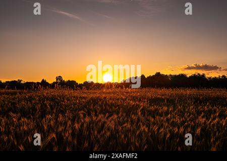 tramonto dorato sui campi Foto Stock