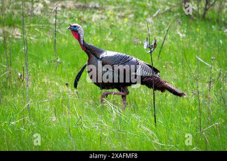 Un grande tacchino selvaggio tom cammina attraverso un prato all'inizio di maggio. Foto Stock