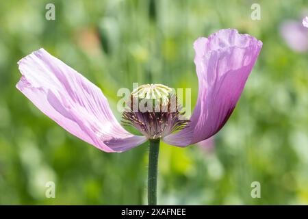 Due petali di un papavero da oppio che soffia nel vento. Foto Stock