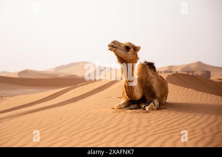 Il dromedario cammello attende di portare turisti o persone nomadi locali per un giro a Erg Chigaga, vicino a M'Hamid, in Marocco Foto Stock