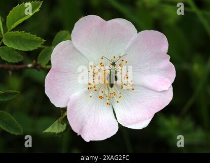 Scarabeo di fiori dalle gambe spesse maschile, Oedemera nobilis, Oedemeridae che si nutrono di una rosa di cane Foto Stock