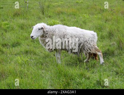 Herdwick Sheep, pecore, Ovis aries, Caprini, Caprinae, Bovidae. Totternhoe Knolls Nature Reserve, Bedfordshire, Regno Unito. L'Herdwick è una razza domestica Foto Stock