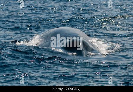 Una balena blu nell'Oceano Indiano. Foto Stock