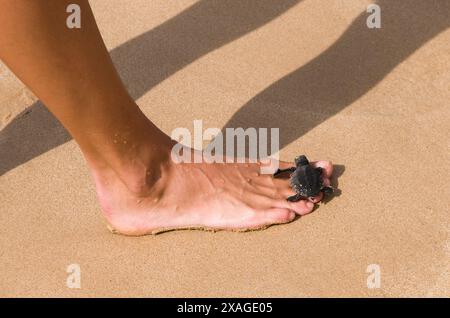 Di recente un tratteggio tartaruga di mare che fa il suo ritorno all'oceano. Egli è in piedi su una donna di piedi che mostra la sua piccola dimensione. Foto Stock