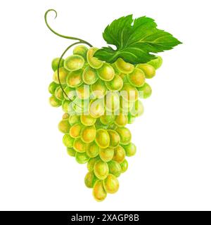 Mazzo di uve da vino bianco con foglia e tendine. Illustrazione ad acquerello disegnata a mano per il design di etichette per vini, imballaggi per succhi di frutta, logo o stampa promozionale Foto Stock