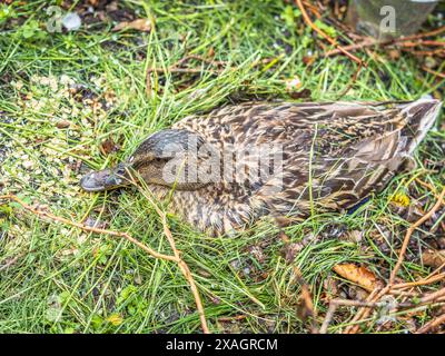 Anatra che schiude anatra. Anatre selvatiche nel nido Foto Stock