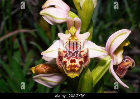 Orchidea del Carmelo (Ophrys umbilicata) in piena fioritura, habitat naturale a Cipro Foto Stock