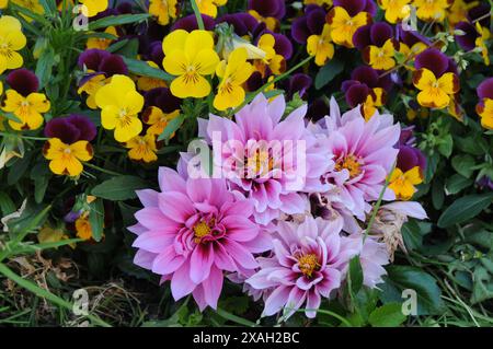 Copenhagen/ Danimarca/07 giugno 2024/Fiori e piante sono piantati in decoarte strada danese per la salute e il bell'aspetto della zona e delle strade (foto. Francis Joseph Dean/Dean Pictures) (non per uso commerciale) Foto Stock