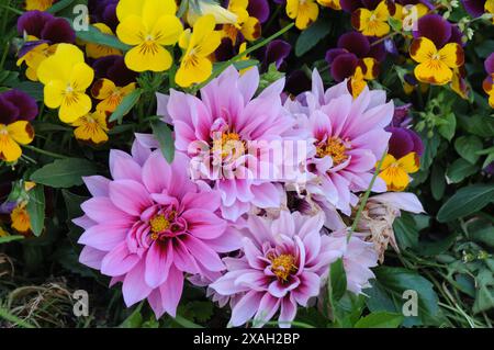 Copenhagen/ Danimarca/07 giugno 2024/Fiori e piante sono piantati in decoarte strada danese per la salute e il bell'aspetto della zona e delle strade (foto. Francis Joseph Dean/Dean Pictures) (non per uso commerciale) Foto Stock