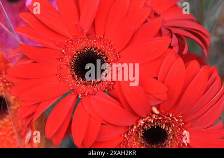 Copenhagen/ Danimarca/07 giugno 2024/Fiori e piante sono piantati in decoarte strada danese per la salute e bell'aspetto della zona e delle strade foto. Francis Joseph Dean/Dean Pictures non per uso commerciale Foto Stock