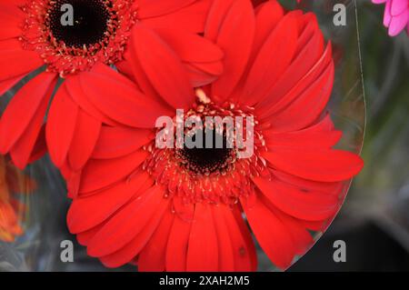 Copenhagen/ Danimarca/07 giugno 2024/Fiori e piante sono piantati in decoarte strada danese per la salute e bell'aspetto della zona e delle strade foto. Francis Joseph Dean/Dean Pictures non per uso commerciale Foto Stock