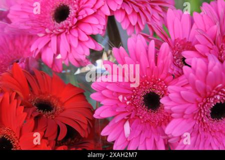 Copenhagen/ Danimarca/07 giugno 2024/Fiori e piante sono piantati in decoarte strada danese per la salute e bell'aspetto della zona e delle strade foto. Francis Joseph Dean/Dean Pictures non per uso commerciale Foto Stock