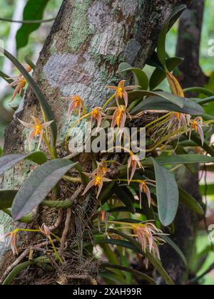 Vista ravvicinata delle specie di orchidee epifitiche in fiore bulbophyllum affine fiori e foglie all'aperto nel giardino tropicale Foto Stock