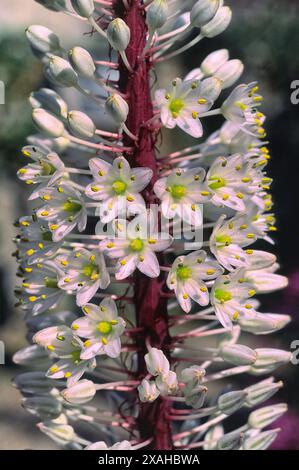 Squill marino (Drimia maritima = Urginea maritima = Squilla maritima), Asparagaceae. Perenne bulbo, pianta mediterranea selvatica, fiori bianchi. Foto Stock