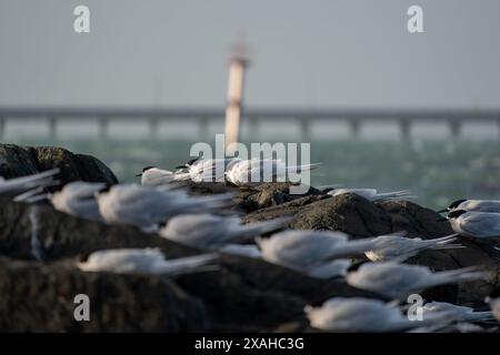 Colonia di terna bianca (Sterna striata) a Bluff, nuova Zelanda. Le terne nidificano sulle rocce in grandi colonie. Foto Stock