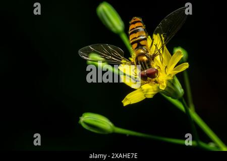 Immagine macro di un Eupeodes fumipennis ort orto afideater occidentale su un fiore giallo. Le specie di uccelli volano nella famiglia Syrphidae. Copia immagine spazio. Foto Stock